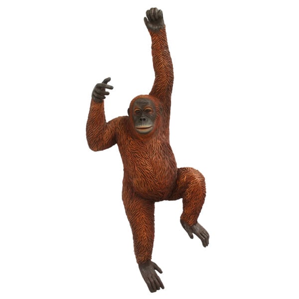 Orangutan Hanging